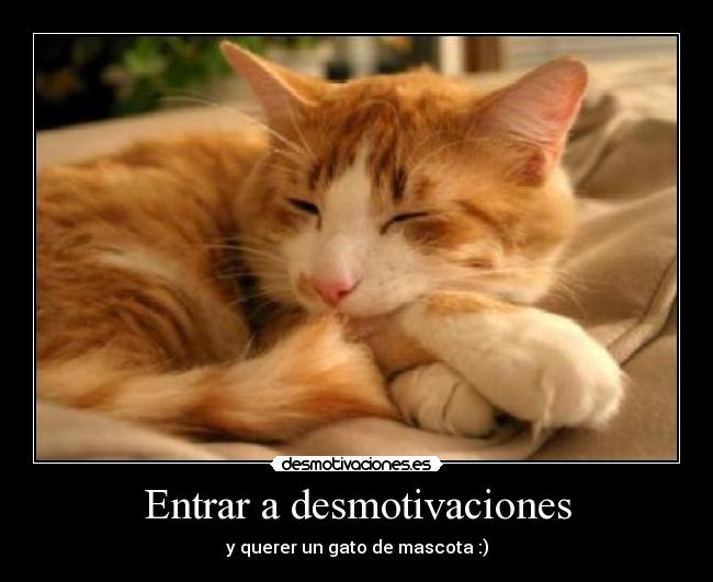 Entrar a desmotivaciones -