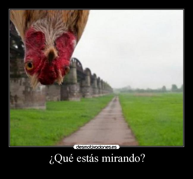 ¿Qué estás mirando? - 