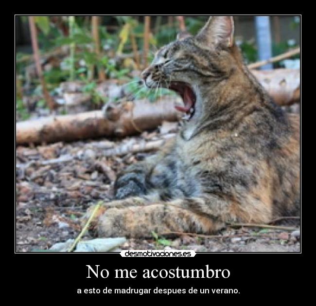 No me acostumbro -