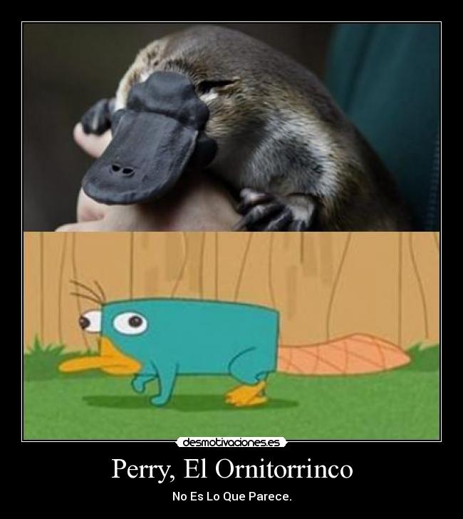 Perry, El Ornitorrinco - 