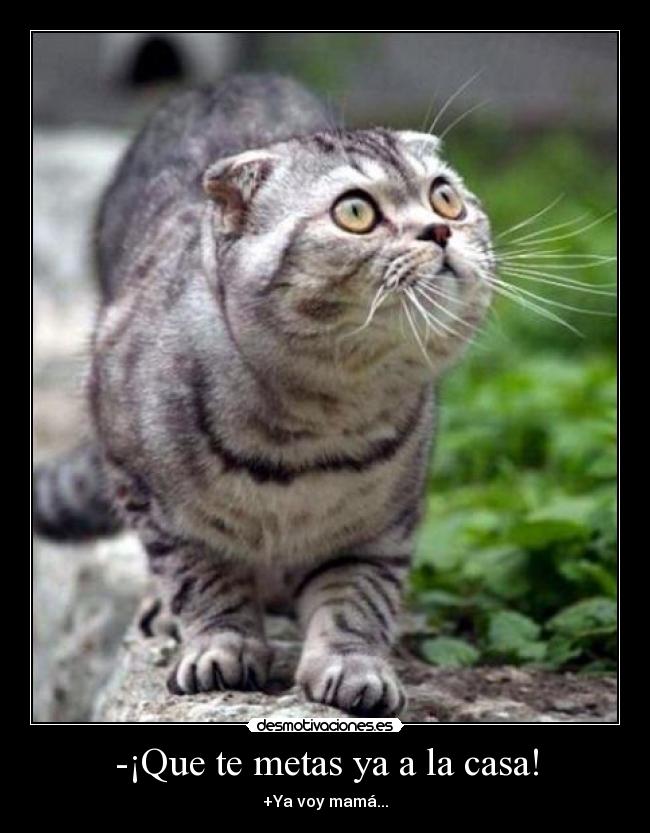 -¡Que te metas ya a la casa! -