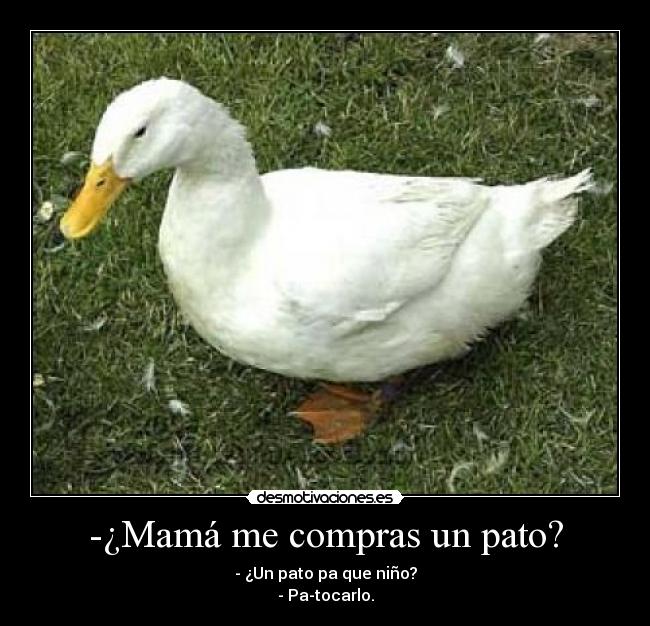 carteles pato desmotivaciones