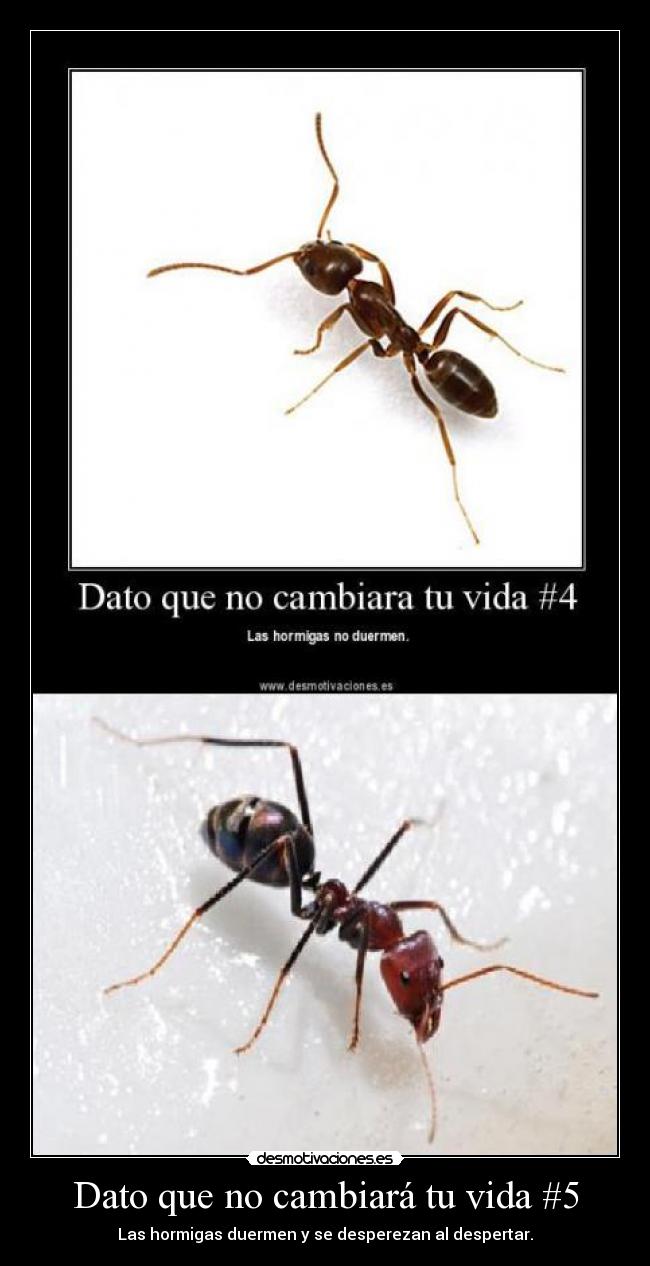 Dato que no cambiará tu vida #5 - Las hormigas duermen y se desperezan al despertar.