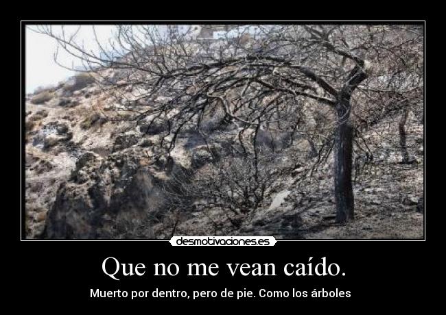 Que no me vean caído. - Muerto por dentro, pero de pie. Como los árboles  