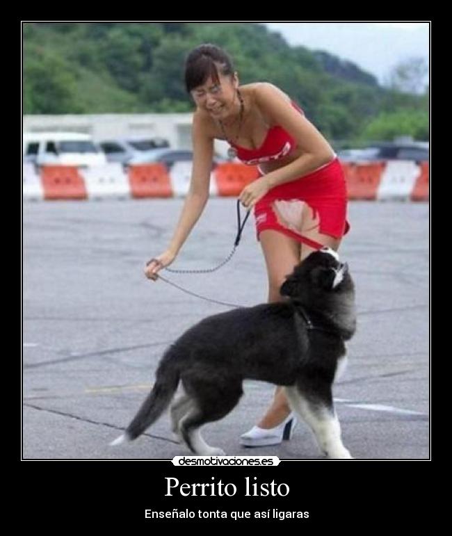 Perrito listo - Enseñalo tonta que así ligaras