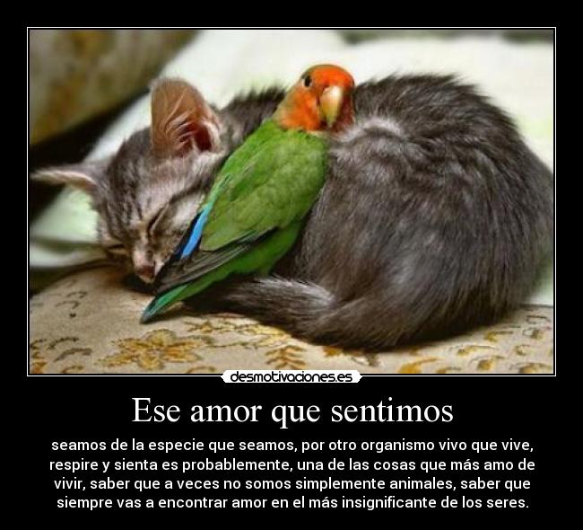 Ese amor que sentimos -