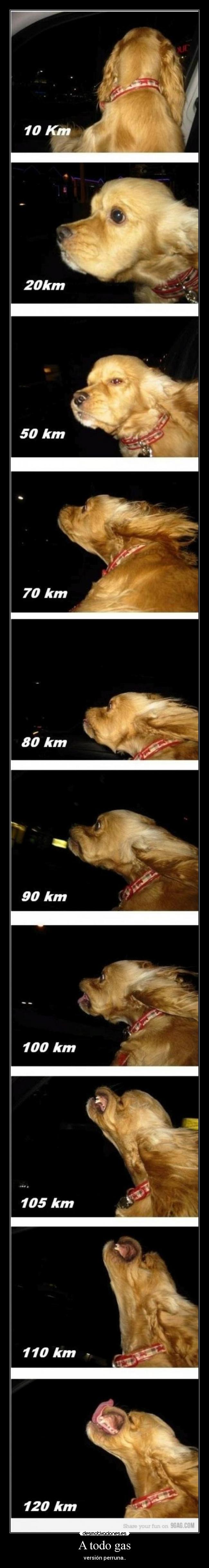 A todo gas - versión perruna..