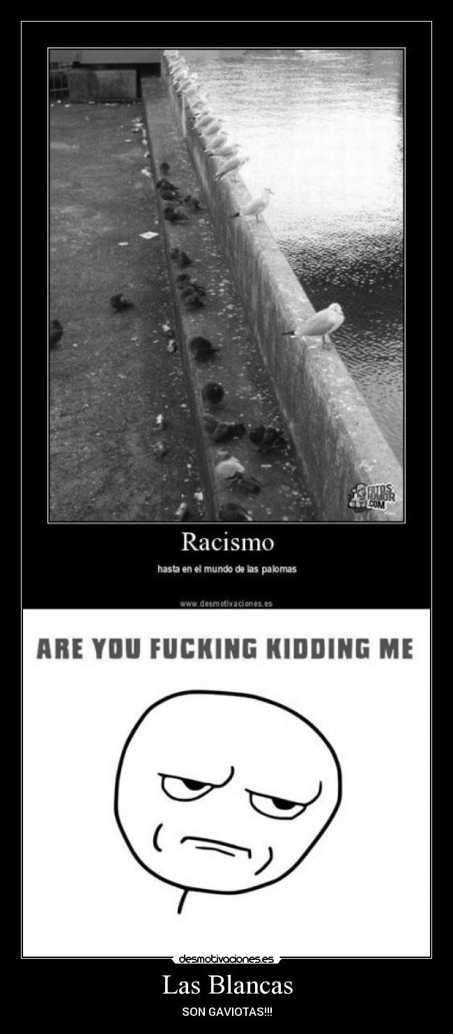 carteles gaviotas palomas racismo desmotivaciones