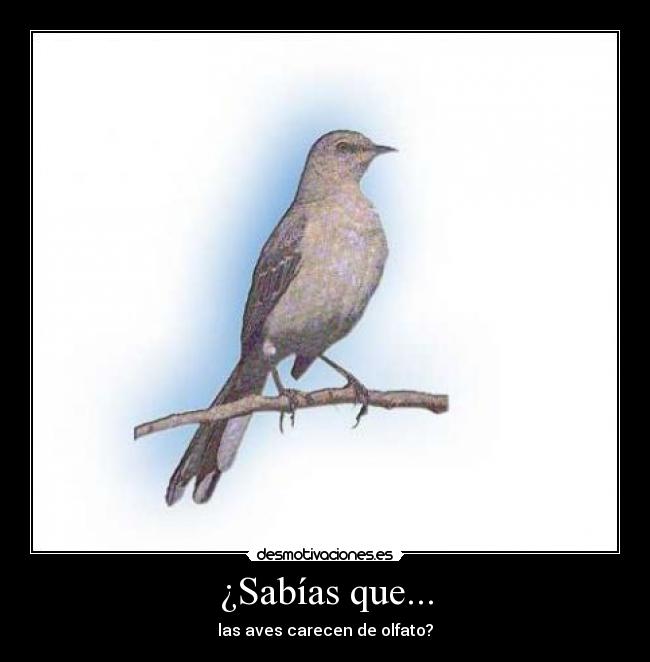 ¿Sabías que... - las aves carecen de olfato?