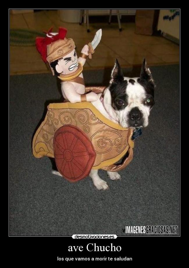 ave Chucho -