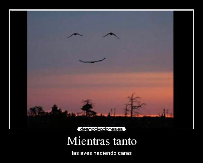 Mientras tanto - las aves haciendo caras