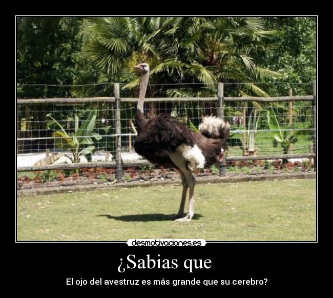 ¿Sabias que - El ojo del avestruz es más grande que su cerebro?