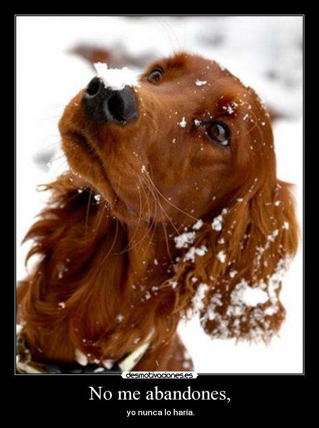 No me abandones, - yo nunca lo haría.