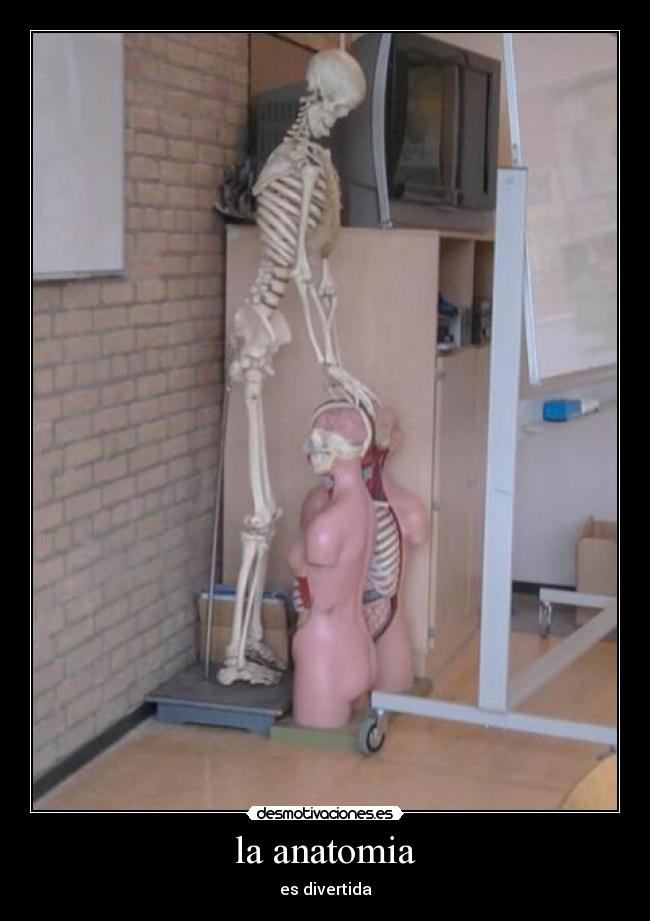 la anatomia - es divertida