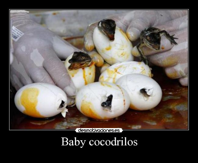carteles cocodrilos baby desmotivaciones