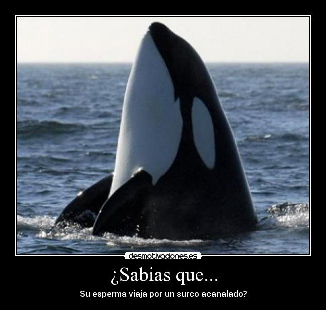 ¿Sabias que... -