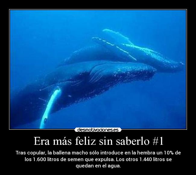 Era más feliz sin saberlo #1 - Tras copular, la ballena macho sólo introduce en la hembra un 10% de
los 1.600 litros de semen que expulsa. Los otros 1.440 litros se
quedan en el agua.
