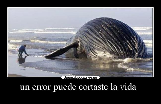 carteles vida ballena desmotivaciones