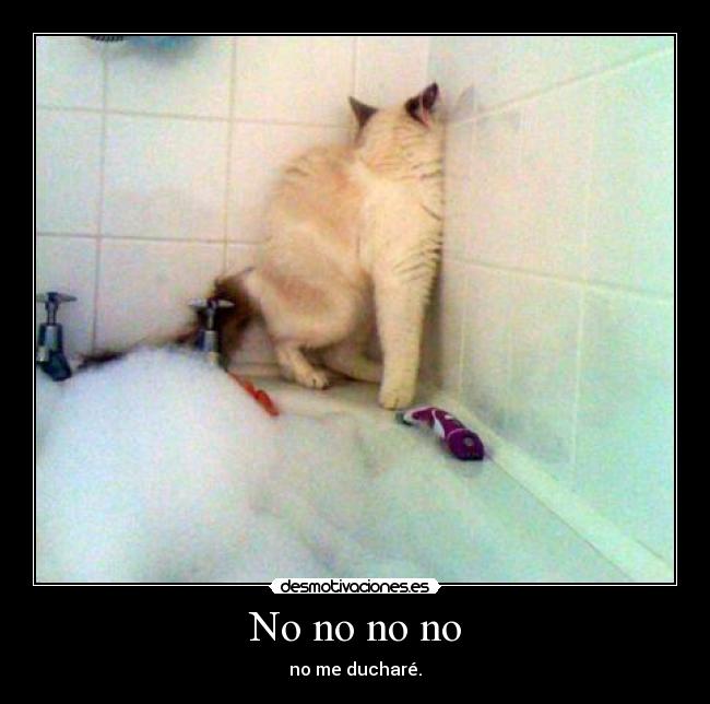 carteles gatosque quiere ducha desmotivaciones