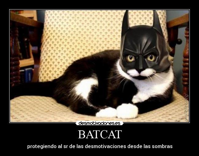 BATCAT - protegiendo al sr de las desmotivaciones desde las sombras