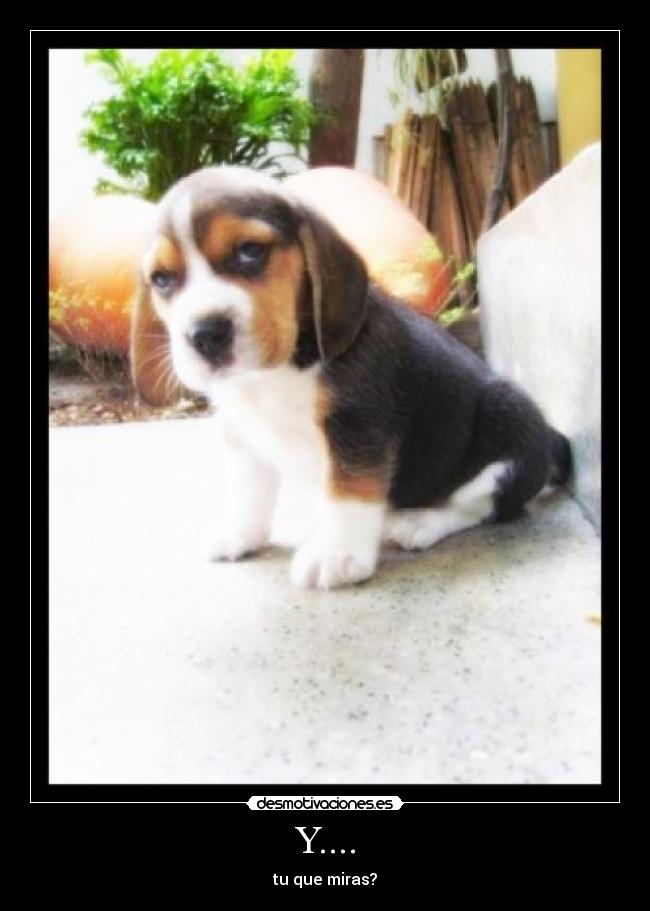 Y.... - tu que miras?