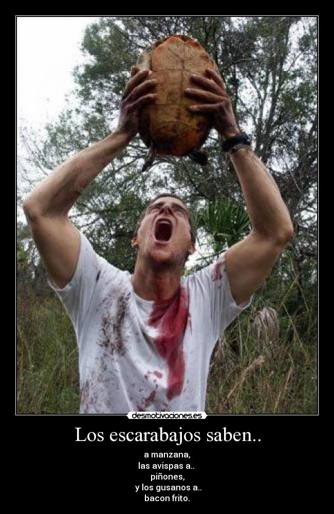 Los escarabajos saben.. -