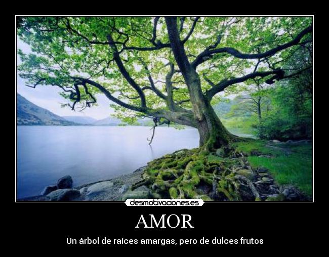 AMOR -