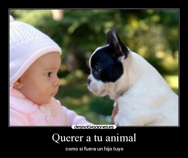 Querer a tu animal - 