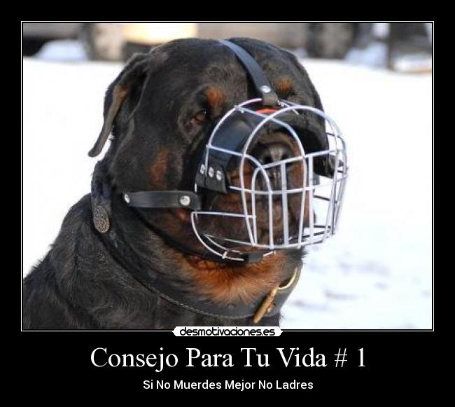 Consejo Para Tu Vida # 1 - Si No Muerdes Mejor No Ladres