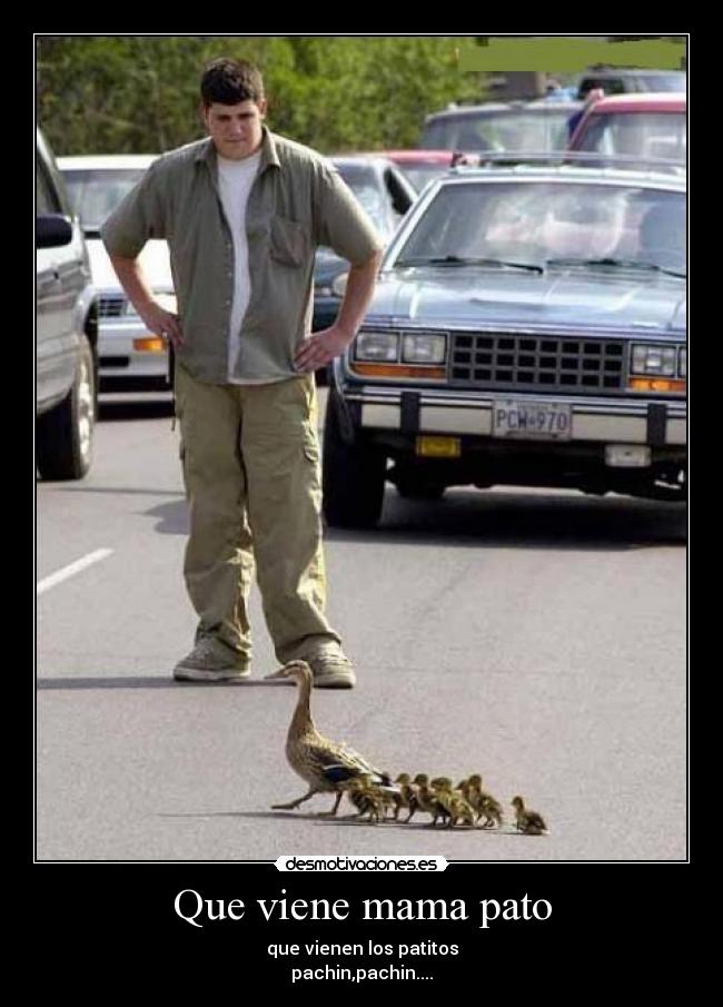 Que viene mama pato - que vienen los patitos
pachin,pachin....