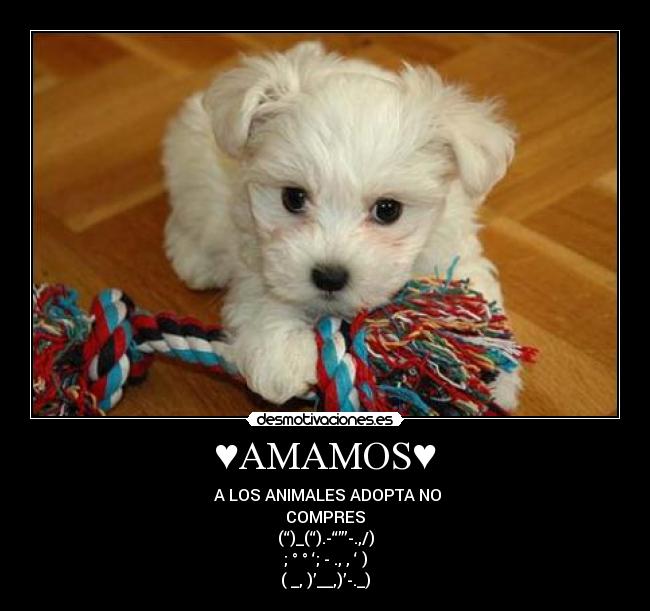 ♥AMAMOS♥ -