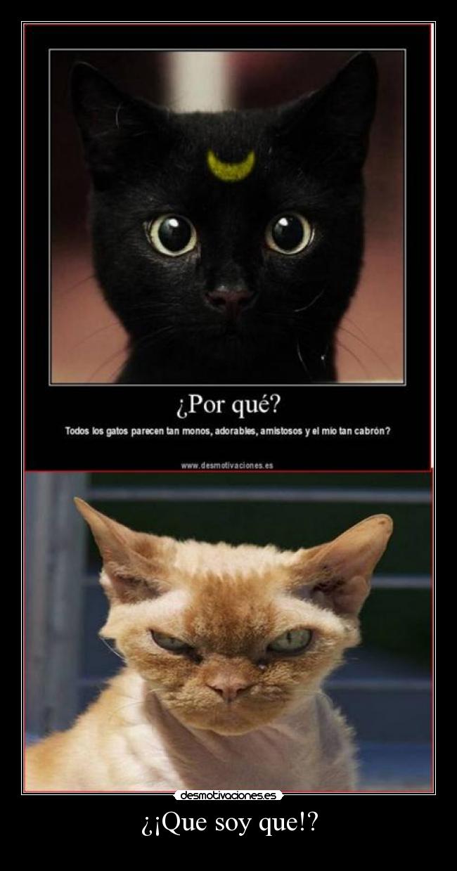 carteles gatosenojado cabron dueno marsia desmotivaciones