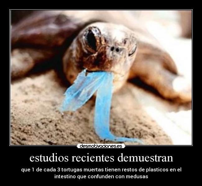 estudios recientes demuestran - que 1 de cada 3 tortugas muertas tienen restos de plasticos en el
intestino que confunden con medusas