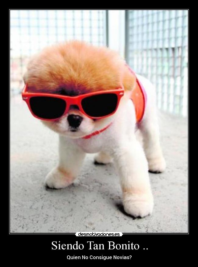 carteles boo perro mas bonito del mundo desmotivaciones