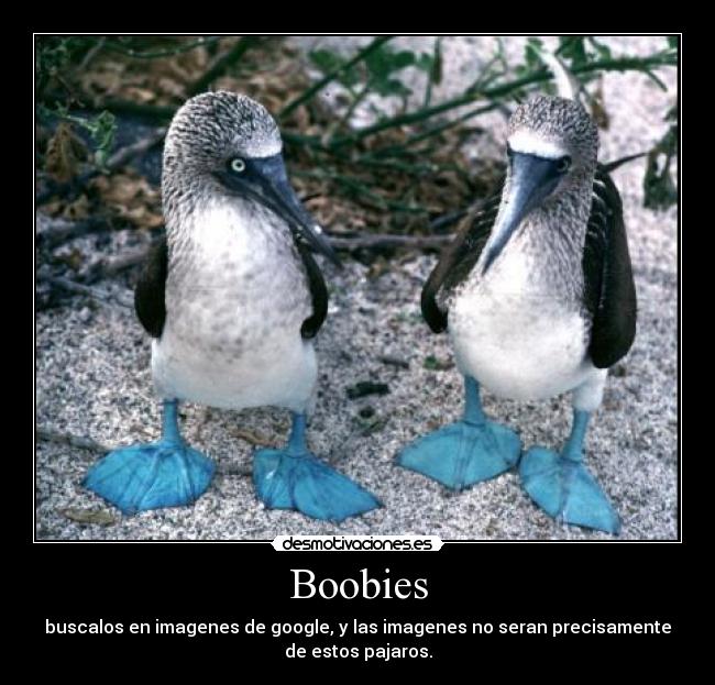 Boobies -