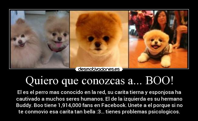 Quiero que conozcas a... BOO! - El es el perro mas conocido en la red, su carita tierna y esponjosa ha
cautivado a muchos seres humanos. El de la izquierda es su hermano
Buddy. Boo tiene 1,914,000 fans en Facebook. Unete a el porque si no
te conmovio esa carita tan bella :3... tienes problemas psicologicos.