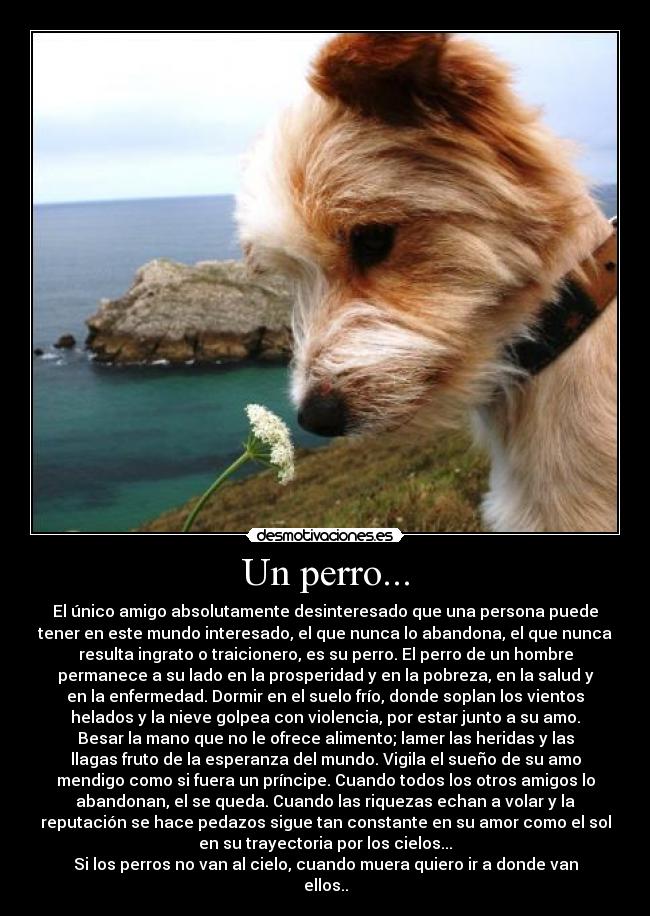 carteles perro bubu desmotivaciones