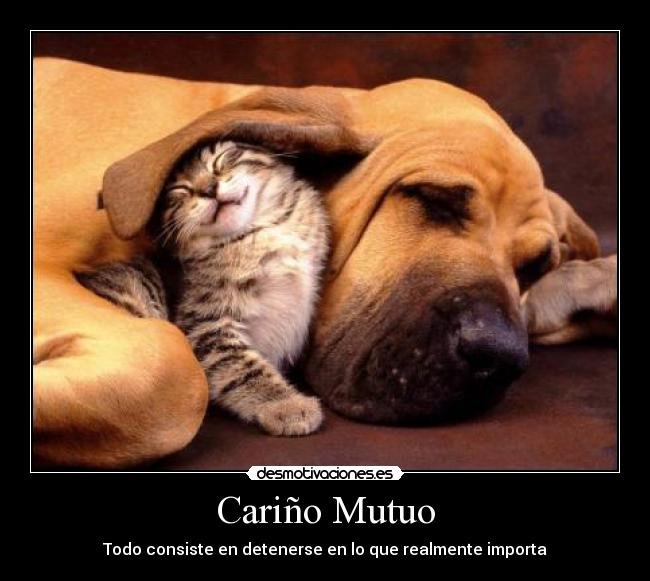 carteles con carino desmotivaciones