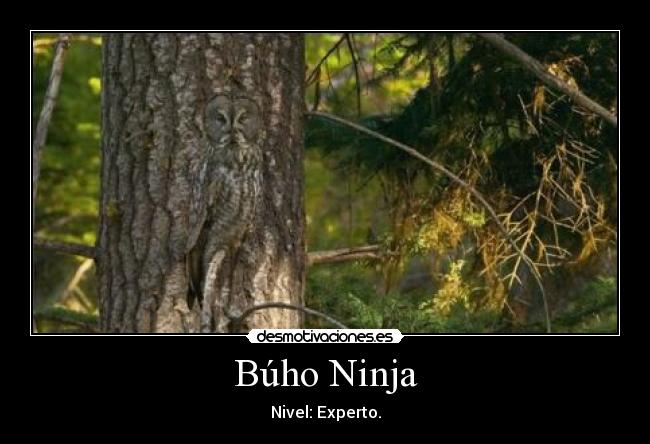 Búho Ninja -