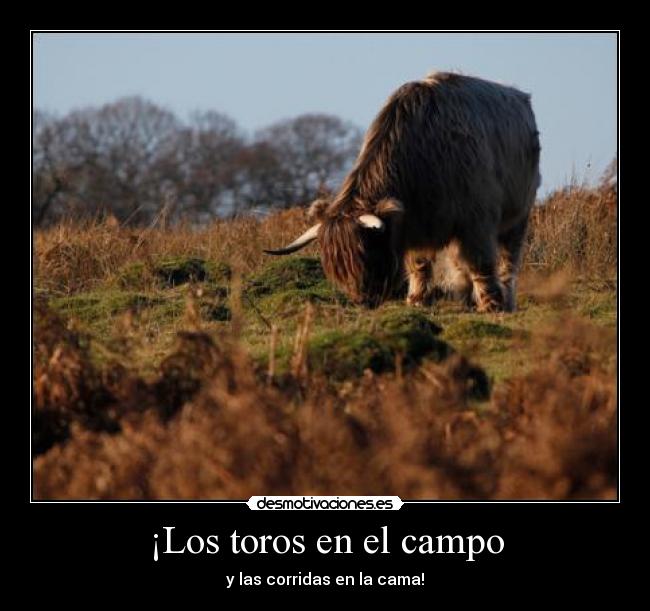 ¡Los toros en el campo - y las corridas en la cama!