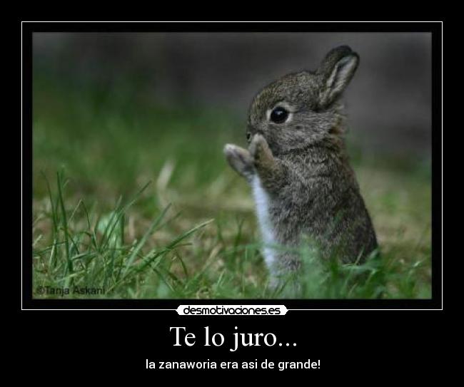 Te lo juro... - la zanaworia era asi de grande!