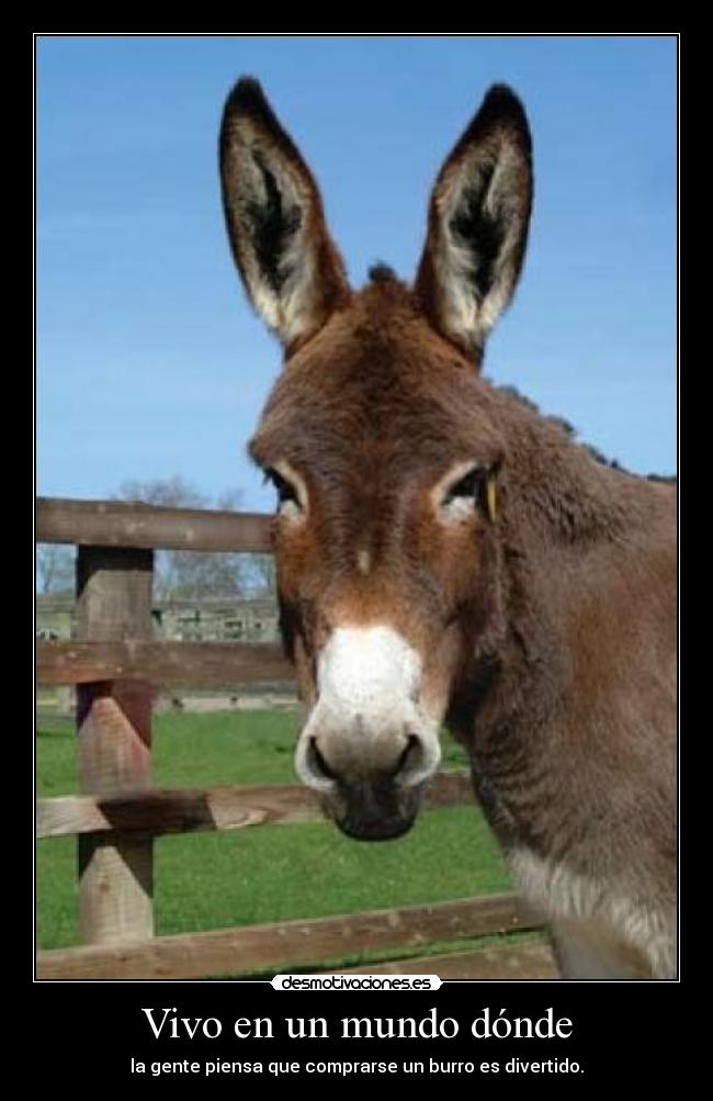 Vivo en un mundo dónde - la gente piensa que comprarse un burro es divertido.
