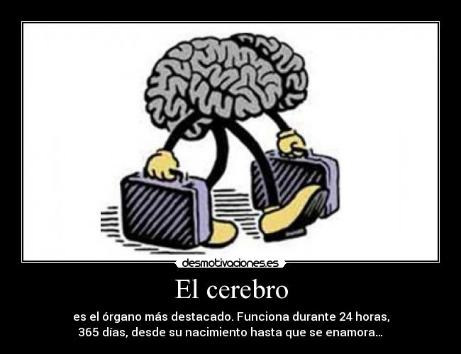 El cerebro -