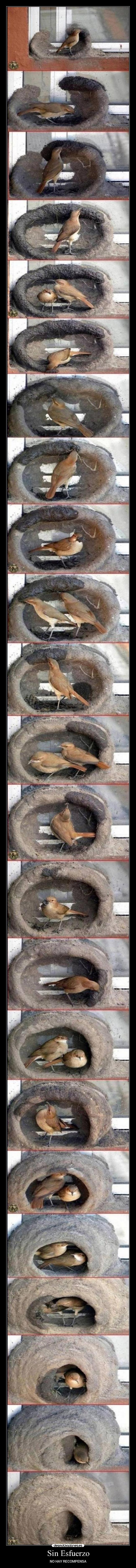 Sin Esfuerzo - NO HAY RECOMPENSA