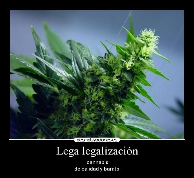 Lega legalización - cannabis
de calidad y barato.