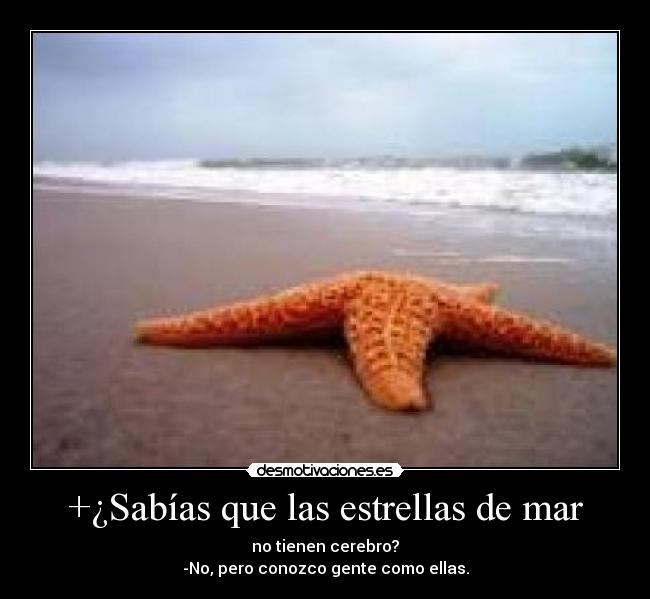 +¿Sabías que las estrellas de mar -