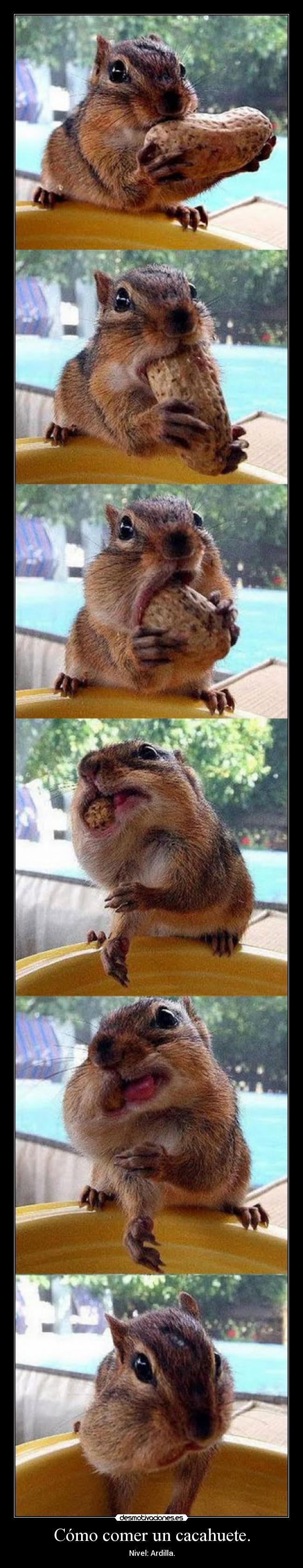 carteles cacaueeeeeeeeeeeeeeeeee cacahueteeeees desmotivaciones