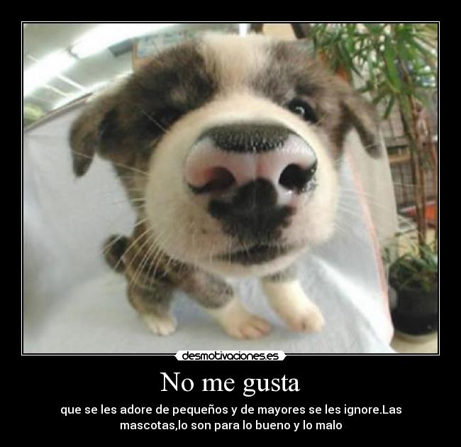 No me gusta - que se les adore de pequeños y de mayores se les ignore.Las
mascotas,lo son para lo bueno y lo malo