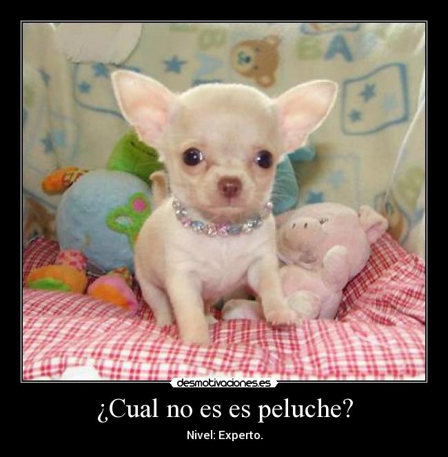 ¿Cual no es es peluche? - Nivel: Experto.