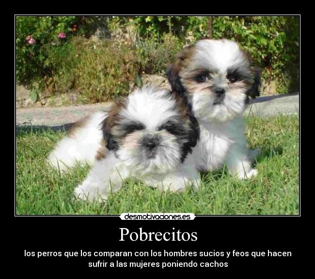Pobrecitos - los perros que los comparan con los hombres sucios y feos que hacen
sufrir a las mujeres poniendo cachos